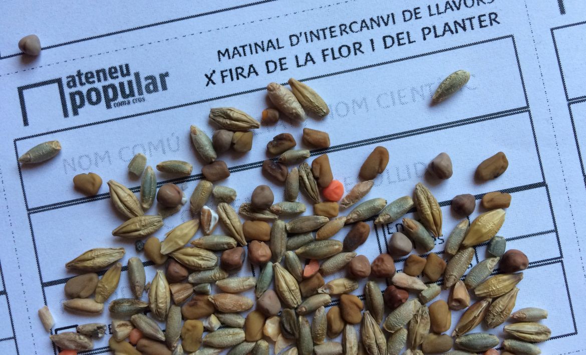 Intercanvi de llavors. Fira de la flor i el planter de Salt. Intercanvi de llavors. Fira de la flor i el planter de Salt.
