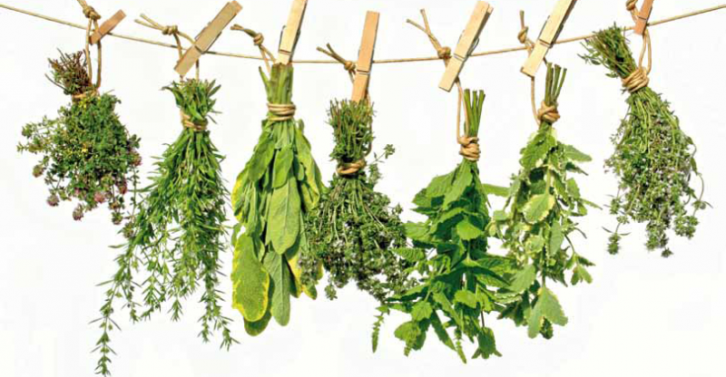 Herbes i remeis bàsics per preparar-nos per a l’hivern