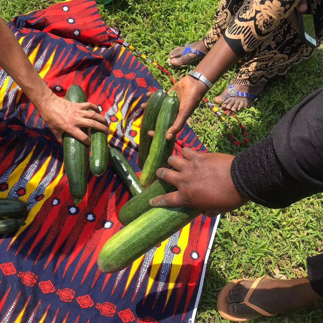 Un grup de dones recollint carabassons a les hortes. | © @Milfulles