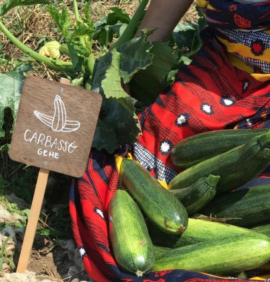 Carbassó a les hortes de Salt. | © @Milfulles