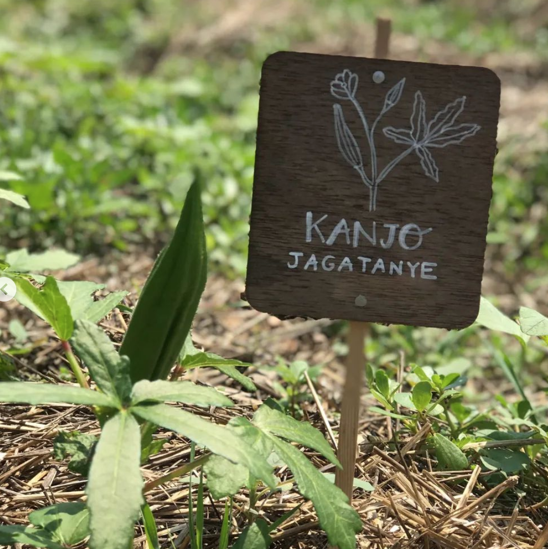 Kanjo a les hortes de Salt. | © @Milfulles