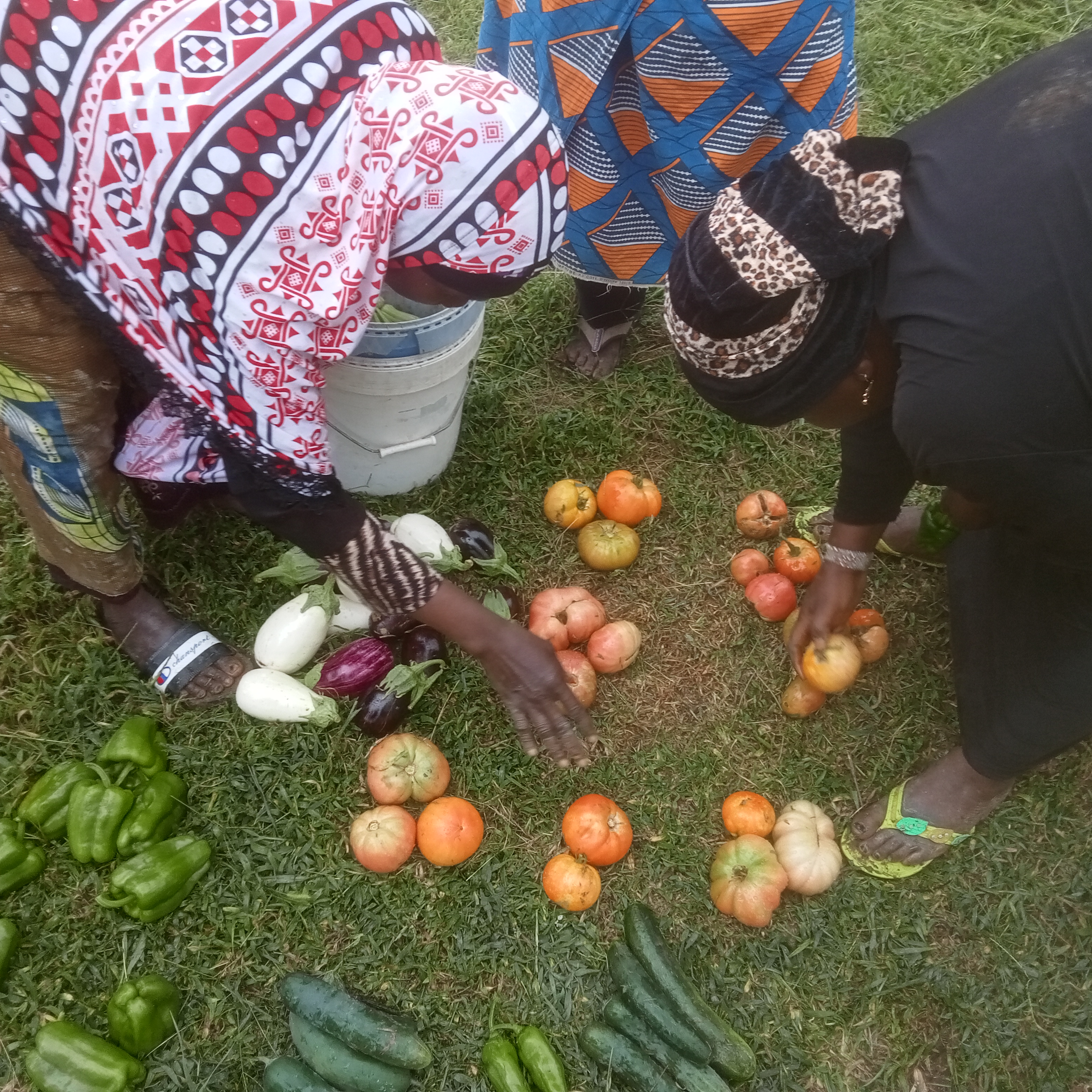 Curs agrecologia | © ©Milfulles